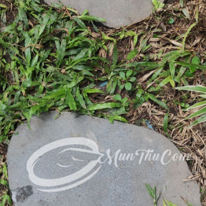 Stepping Stone Batu Kali Natural – Tapak Jalan Taman Alami